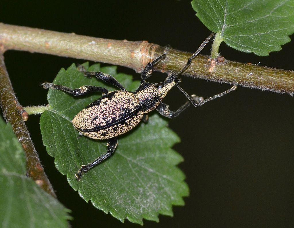 Otiorhynchus corruptor